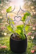 Masculine Plant Climber – Dual Heart Garden Trellis